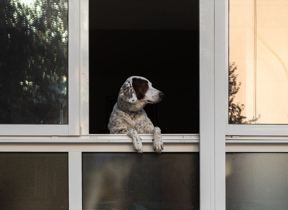 A dog leaning out of a ground-floor window