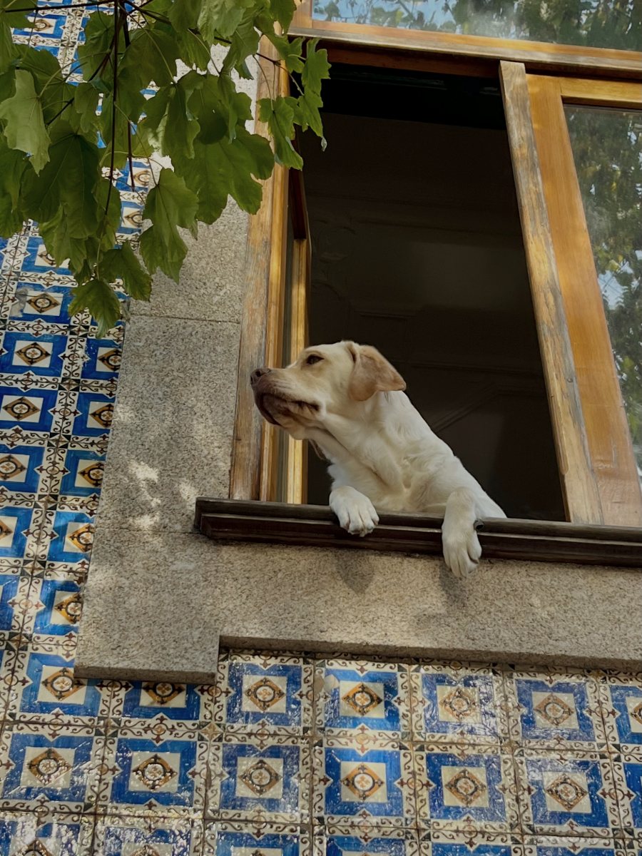 Um cão debruçado numa janela rodeada de azulejos azuis
